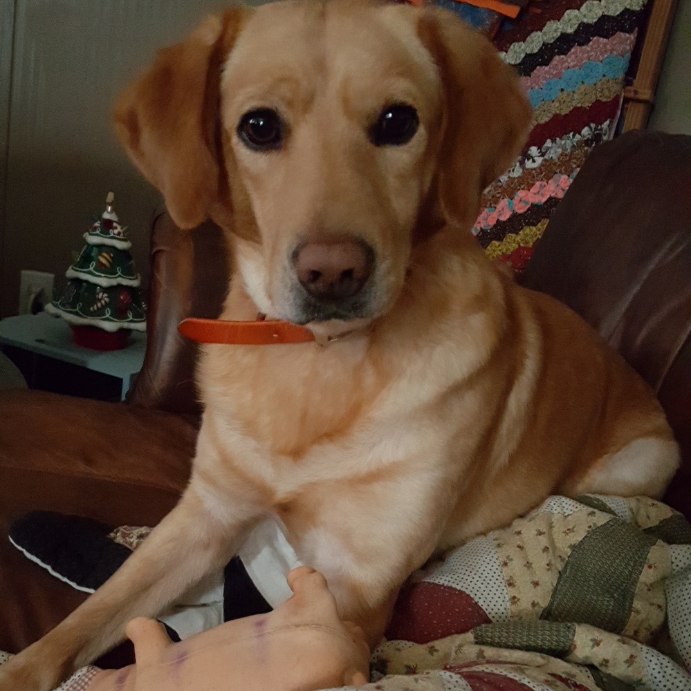 Smoke free, Dog friendly home